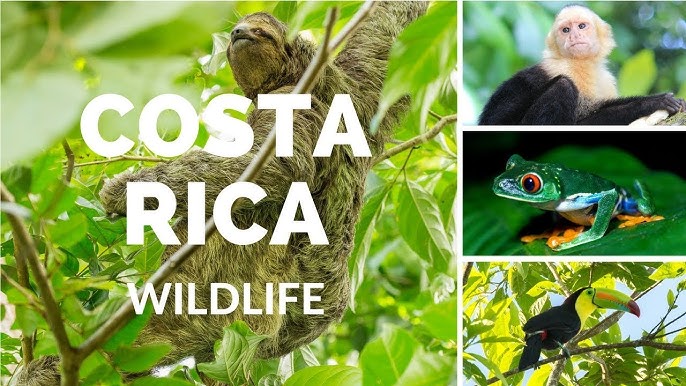 Wildlife Sloth
