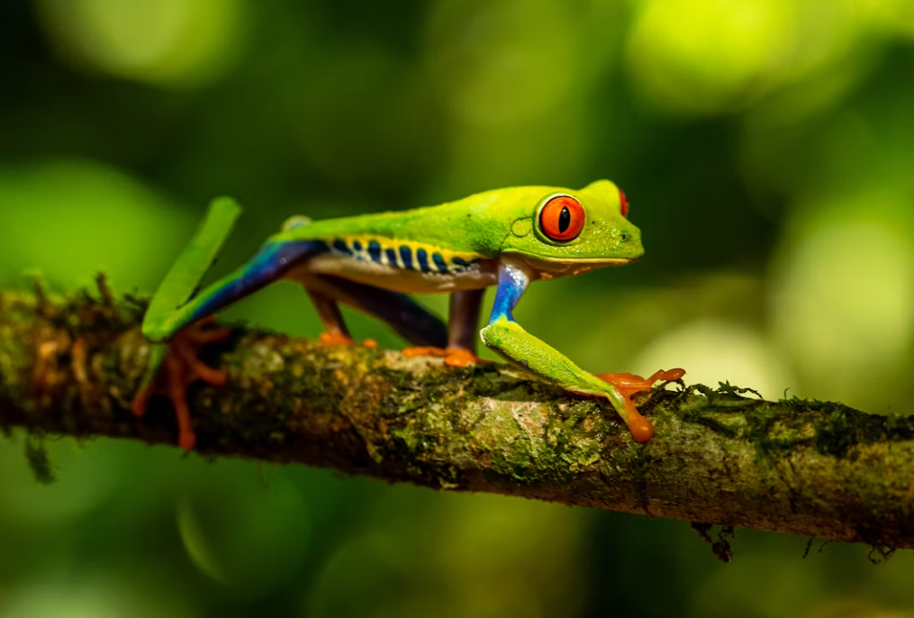 Red-Eyed Tree Frog