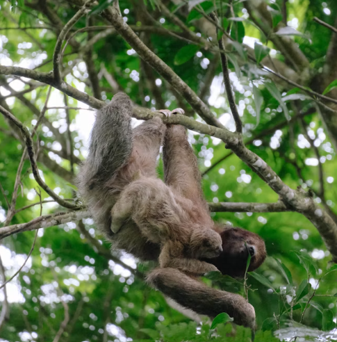 Wildlife Sloth