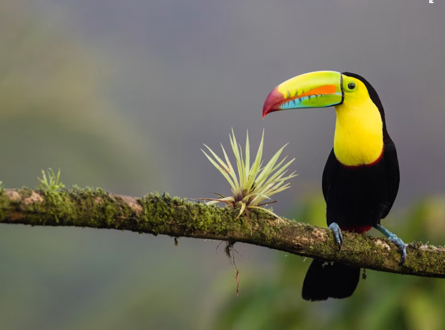 Essential Costa Rica Country Brand
