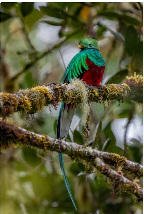 Tour Búsqueda del quetzal al amanecer