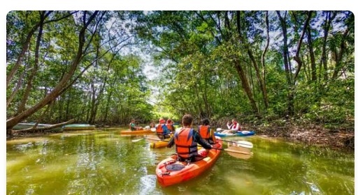 Kayak y paddle en el manglar de Damas