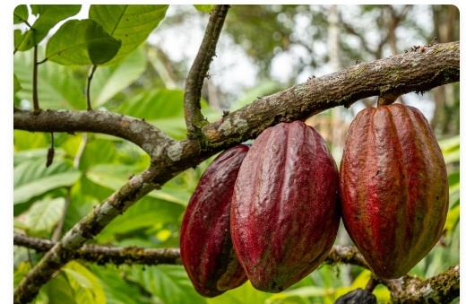 Tour de Café y Chocolate en finca familiar
