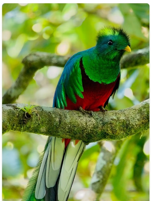 Reserva Biológica Bosque Nuboso Monteverde