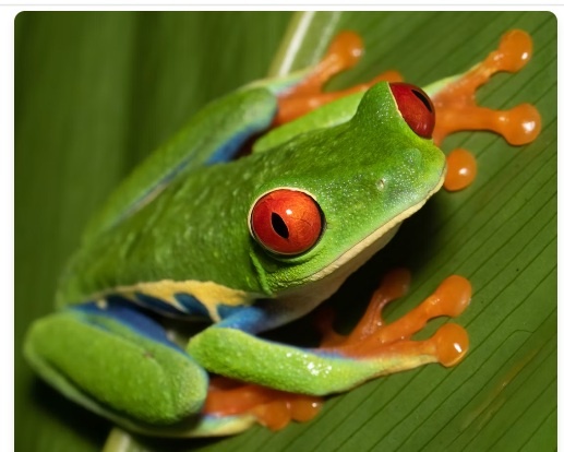 Tour nocturno de fauna en el bosque nuboso